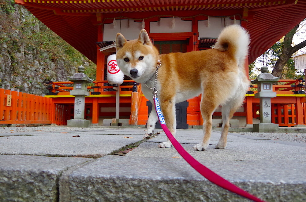 日本队奋勇前进，目标明确！，日本队队员