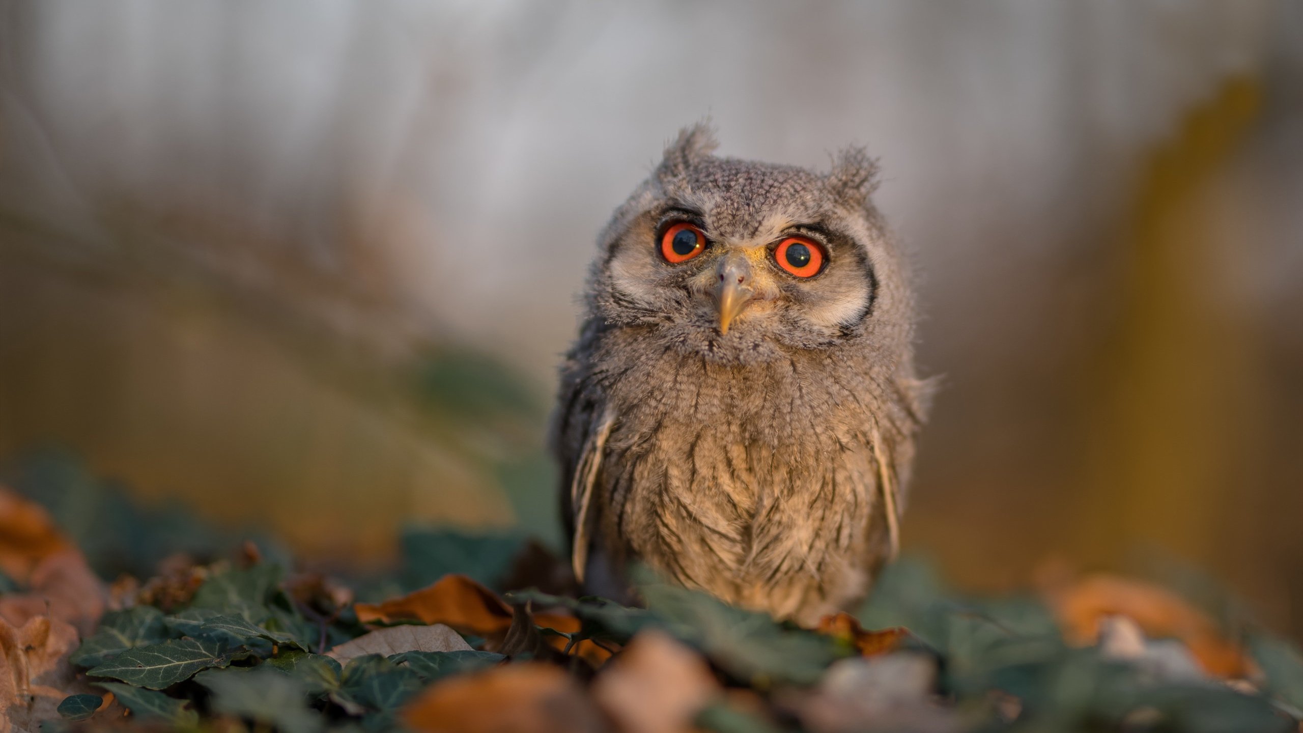 凯尔特人“新核”塔图姆,成为联盟最令人期待的年轻天才!,凯尔特人塔图姆今日集锦